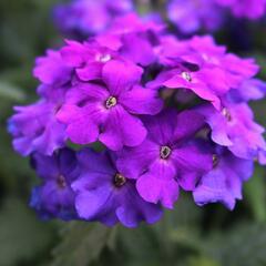Verbena, sporýš 'Empress Sun Violet' - Verbena hybrida 'Empress Sun Violet'