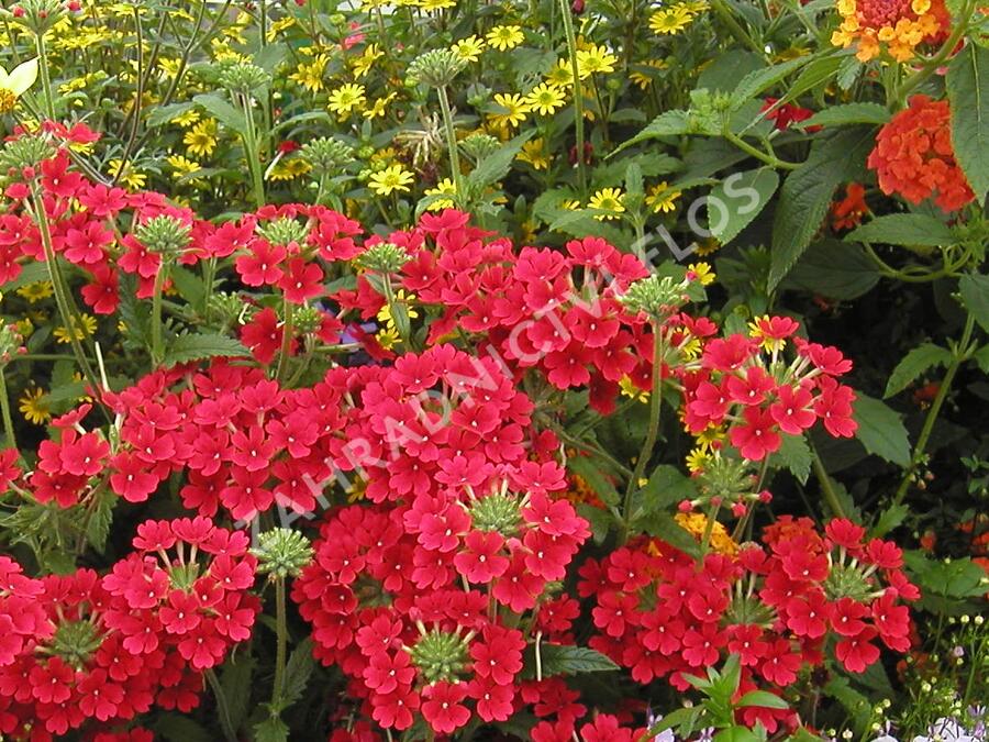 Verbena, sporýš 'Empress Sun Red' - Verbena hybrida 'Empress Sun Red'