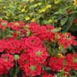 Verbena, sporýš 'Empress Sun Red' - Verbena hybrida 'Empress Sun Red'