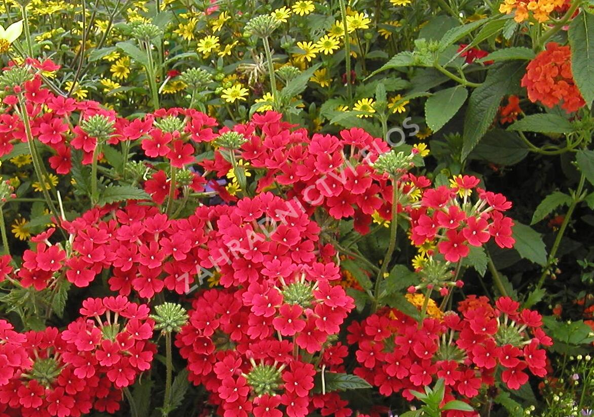 Sporýš 'Empress Sun Red' - Verbena hybrida 'Empress Sun Red'