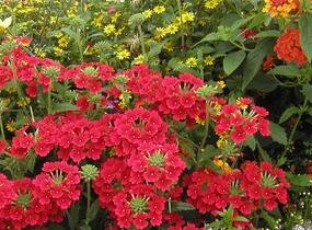 Sporýš 'Empress Sun Red' - Verbena hybrida 'Empress Sun Red'