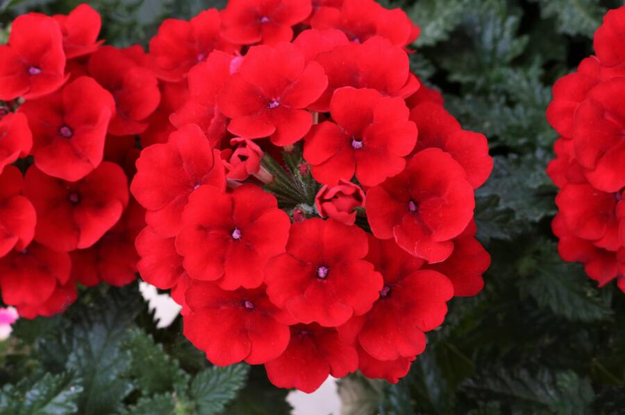 Verbena, sporýš 'Empress Sun Red' - Verbena hybrida 'Empress Sun Red'