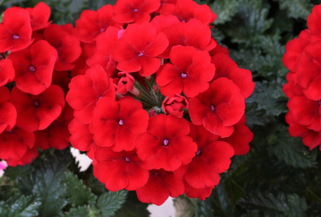 Sporýš 'Empress Sun Red' - Verbena hybrida 'Empress Sun Red'