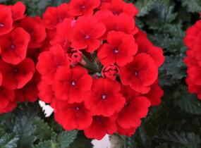 Sporýš 'Empress Sun Red' - Verbena hybrida 'Empress Sun Red'