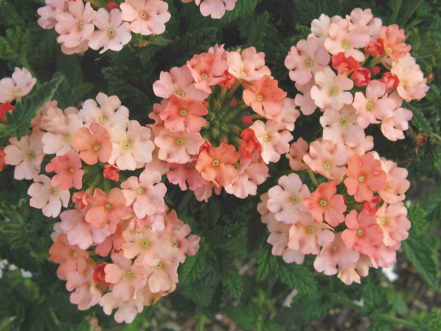 Verbena, sporýš 'Samira Peach' - Verbena 'Samira Peach'