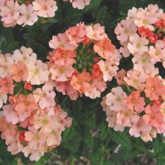 Verbena, sporýš 'Samira Peach' - Verbena 'Samira Peach'