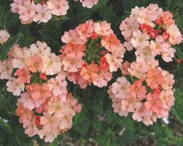 Sporýš 'Samira Peach'