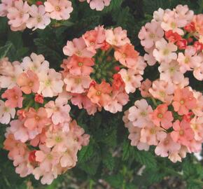 Verbena, sporýš 'Samira Peach' - Verbena 'Samira Peach'