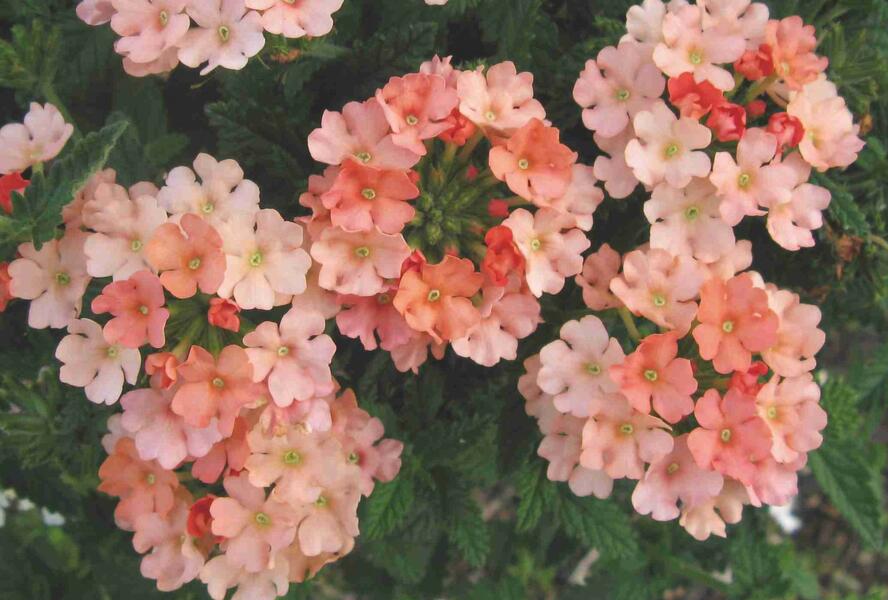 Sporýš 'Samira Peach' - Verbena 'Samira Peach'