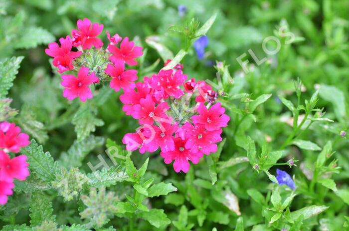 Verbena, sporýš 'Samira Rose' - Verbena 'Samira Rose'