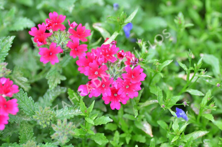 Verbena, sporýš 'Samira Rose' - Verbena 'Samira Rose'