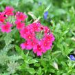 Verbena, sporýš 'Samira Rose' - Verbena 'Samira Rose'