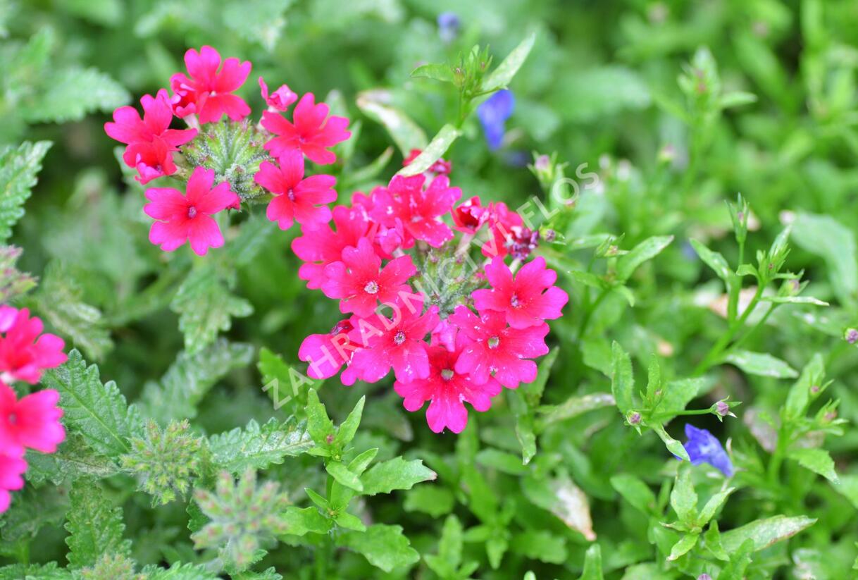 Sporýš 'Samira Rose' - Verbena 'Samira Rose'