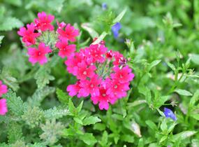Sporýš 'Samira Rose' - Verbena 'Samira Rose'