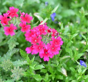 Verbena, sporýš 'Samira Rose' - Verbena 'Samira Rose'