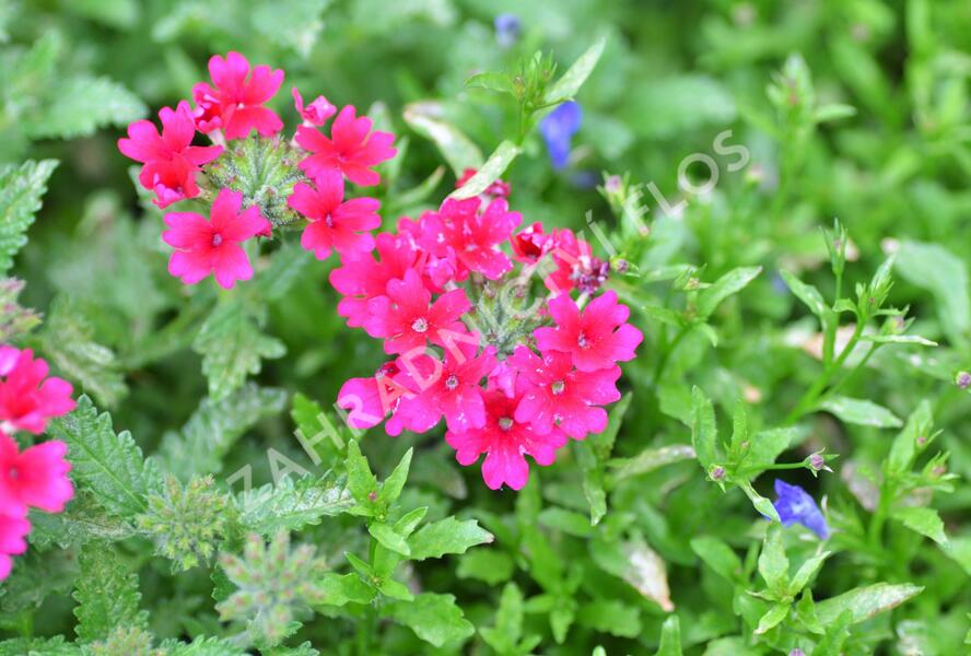 Sporýš 'Samira Rose' - Verbena 'Samira Rose'
