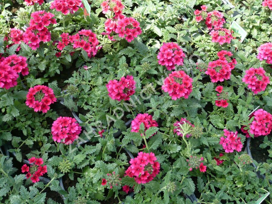 Verbena, sporýš 'Samira Rose' - Verbena 'Samira Rose'