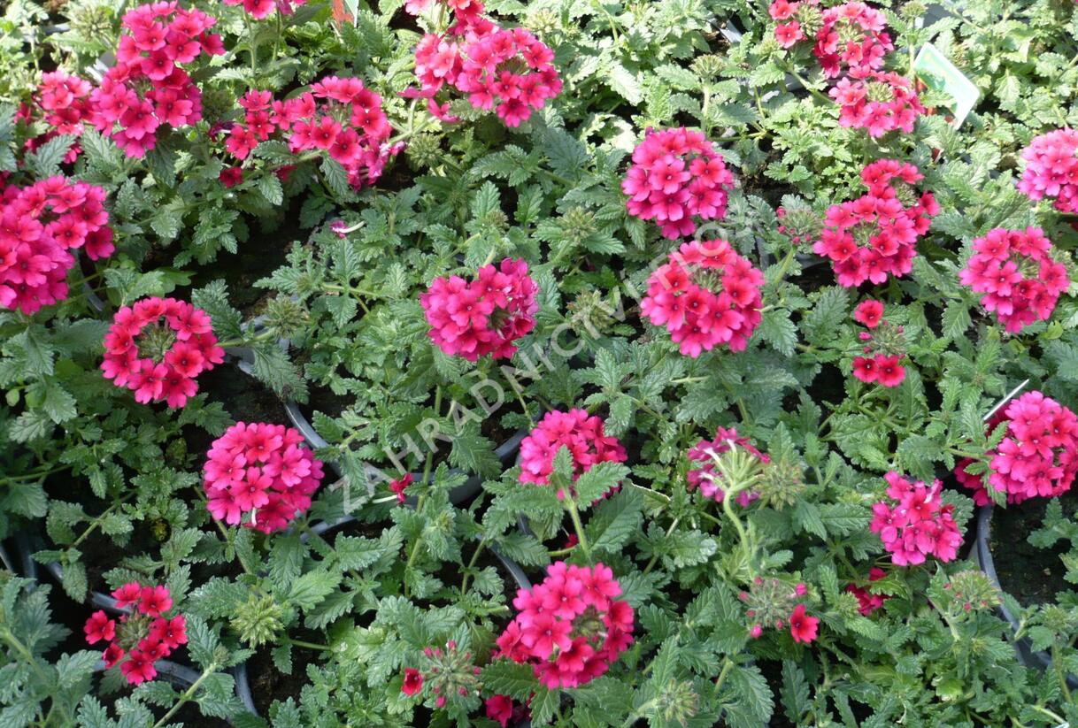 Sporýš 'Samira Rose' - Verbena 'Samira Rose'