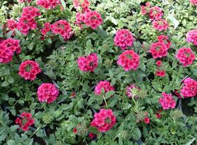 Sporýš 'Samira Rose' - Verbena 'Samira Rose'