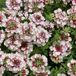 Verbena, sporýš 'Lanai Vintage Rose' - Verbena 'Lanai Vintage Rose'
