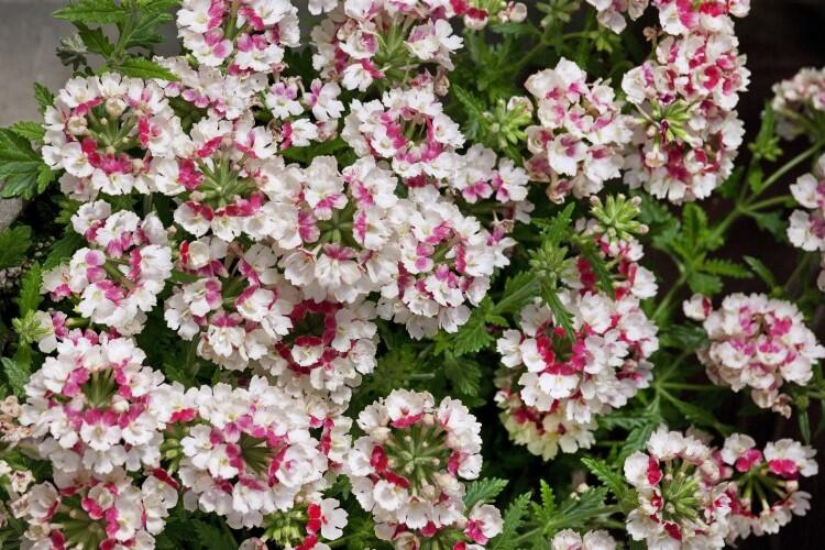 Sporýš 'Lanai Vintage Rose' - Verbena 'Lanai Vintage Rose'