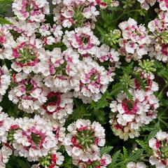 Verbena, sporýš 'Lanai Vintage Rose' - Verbena 'Lanai Vintage Rose'