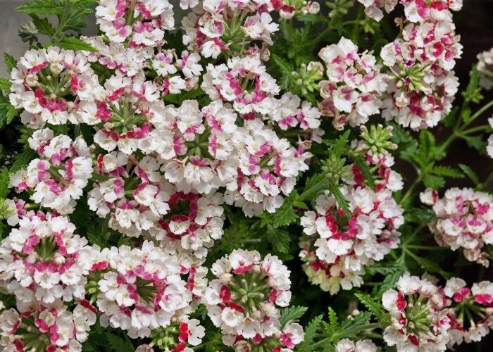 Verbena, sporýš 'Lanai Vintage Rose' - Verbena 'Lanai Vintage Rose'