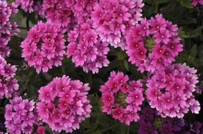 Verbena, sporýš 'Lanai Strawberry and Cream' - Verbena 'Lanai Strawberry and Cream'