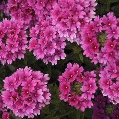 Verbena, sporýš 'Lanai Strawberry and Cream' - Verbena 'Lanai Strawberry and Cream'