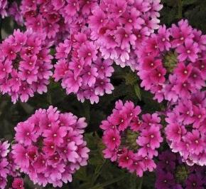 Verbena, sporýš 'Lanai Strawberry and Cream' - Verbena 'Lanai Strawberry and Cream'