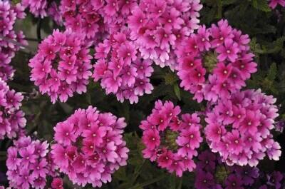 Sporýš 'Lanai Strawberry and Cream' - Verbena 'Lanai Strawberry and Cream'
