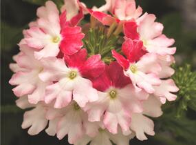 Sporýš 'Vanessa Bicolor Pink' - Verbena hybrida 'Vanessa Bicolor Pink'