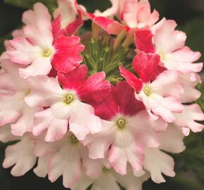 Verbena, sporýš 'Vanessa Bicolor Pink' - Verbena hybrida 'Vanessa Bicolor Pink'