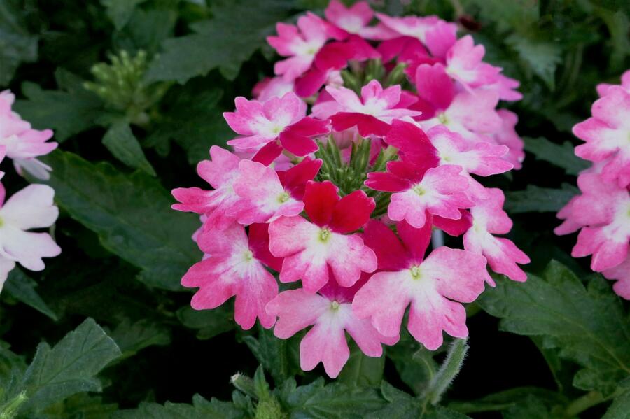 Verbena, sporýš 'Vanessa Bicolor Pink' - Verbena hybrida 'Vanessa Bicolor Pink'