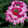 Verbena, sporýš 'Vanessa Bicolor Pink' - Verbena hybrida 'Vanessa Bicolor Pink'