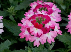 Sporýš 'Vanessa Bicolor Pink' - Verbena hybrida 'Vanessa Bicolor Pink'