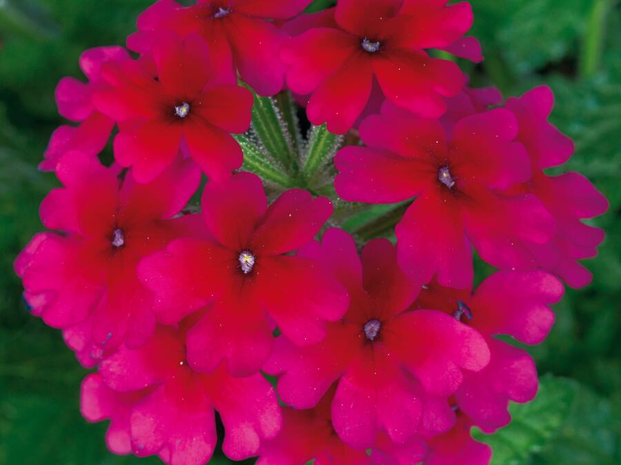 Verbena, sporýš 'Summerdreams Burgundy' - Verbena 'Summerdreams Burgundy'
