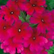 Verbena, sporýš 'Summerdreams Burgundy' - Verbena 'Summerdreams Burgundy'