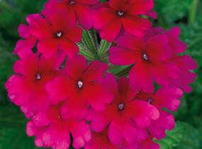Sporýš 'Summerdreams Burgundy' - Verbena 'Summerdreams Burgundy'