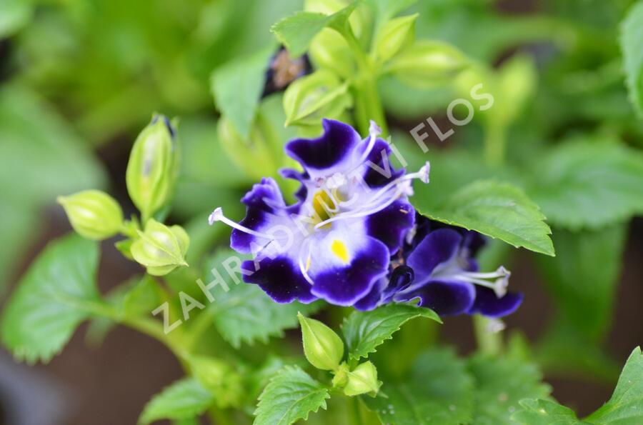 Torenie 'Deep Blue' - Torenia hybrida 'Deep Blue'