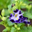 Torenie 'Deep Blue' - Torenia hybrida 'Deep Blue'