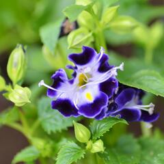 Torenie 'Deep Blue' - Torenia hybrida 'Deep Blue'