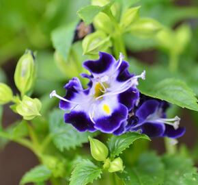 Torenie 'Deep Blue' - Torenia hybrida 'Deep Blue'