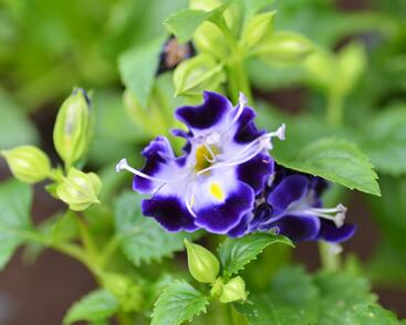 Torénie 'Deep Blue'