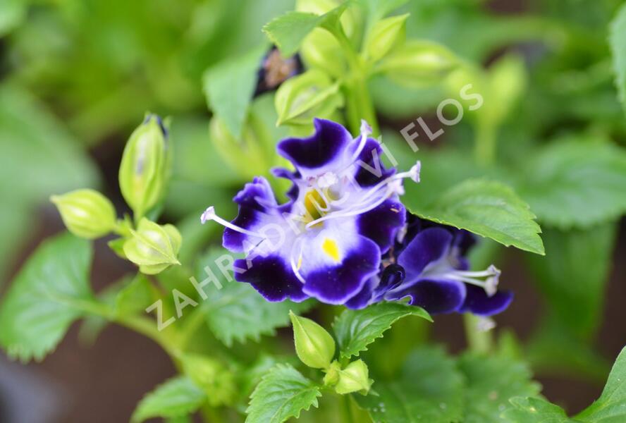 Torénie 'Deep Blue' - Torenia hybrida 'Deep Blue'