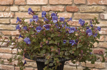 Torénie 'Blue Moon' - Torenia hybrida 'Blue Moon'