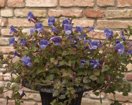 Torénie 'Blue Moon'