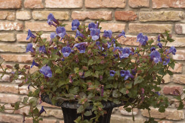 Torénie 'Blue Moon'