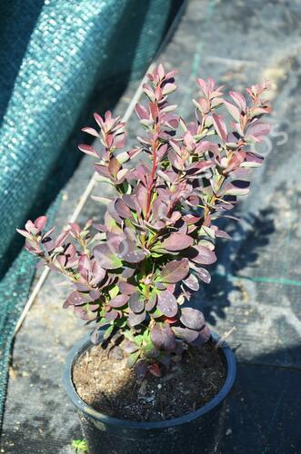 Dřišťál Thunbergův 'Red Rocket' - Berberis thunbergii 'Red Rocket'