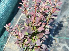 Dřišťál Thunbergův 'Red Rocket' - Berberis thunbergii 'Red Rocket'